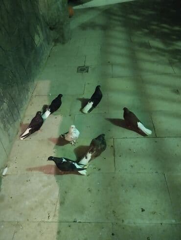 goyercin yuvalari: Salam buyurun 7 qusdu tergdme di temiz bala verir optum 60 manat — 1