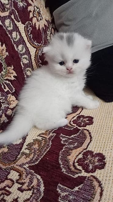 sibir pisiyi: Şotland yastı qulaq — 2