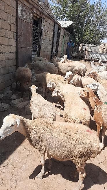 Əsil damazlığ qoyun hamısı dişlidi cavan qoyunlardı vp yoxdu zəng elə