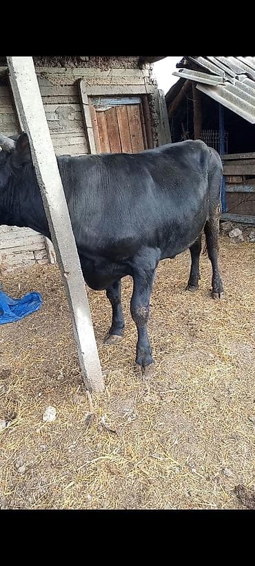 Keçilər, çəpişlər: Erkək, Holsteyn, il: 1, Ətlik — 1