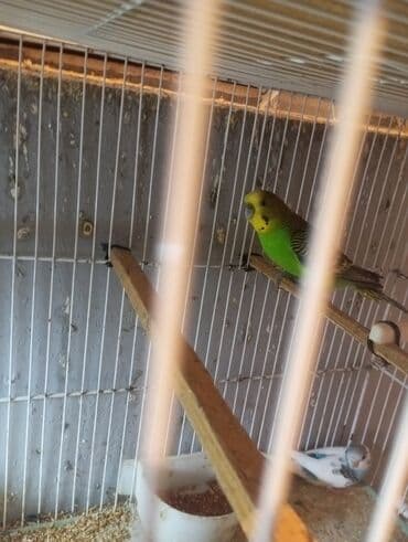 fireng quşu: Biri 9 manat rengbereng balalar Unvan Bileceri — 7