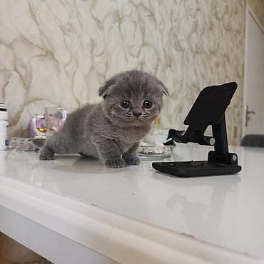 pişik tasma: Şotland yastı qulaq — 7