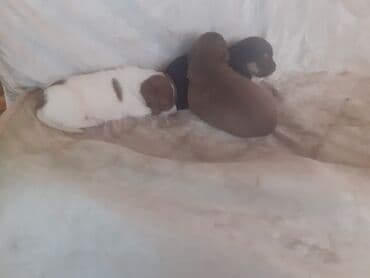 купить собаку в: 1 месяц, С прививками — 2