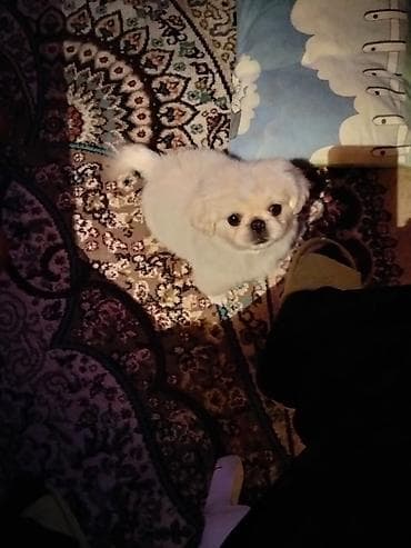 Pekines, 4 ay, Erkek