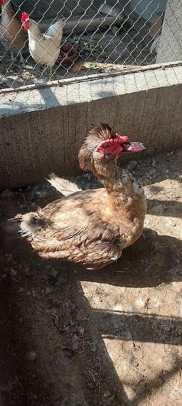 itlerin ucuz qiymete satisi: Dişi, | Lal ördək, Damazlıq — 1