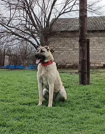 Kanqal, 2 il, Dişi lalafo.az -da Kanqal, 2 il, Dişi