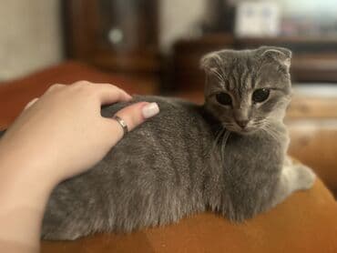 вислоухий шотландец купить: Шотладская вислоухая — 2