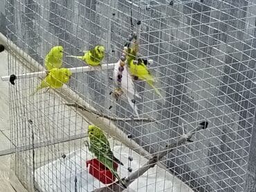 кольчатый попугай цена: 1 ədəd - 20 manat Sevgi və qayğı göstərə biləcək insanlara dalğalı — 7