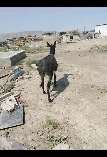 keçi dişi: Satılır ciddi alıcılar yazsın cavab veriləcək qiymətdə cüzi endirim — 1