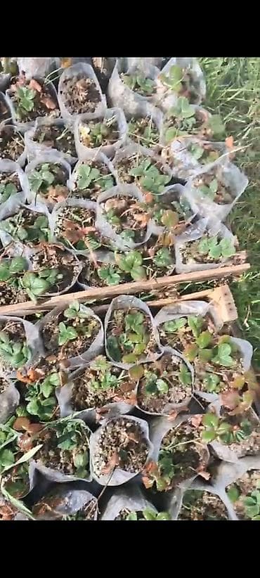 yumurta qiyməti: Çiyələk şitilləri. İldə 1 dəfə bar verən çiyələkdən deyil. Açıq havada — 3