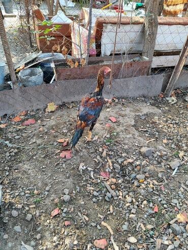 dana qiyməti xacmaz: Lari xoruzlar satilir biri 35 manat ! banlamirlar . 4 ayliqdilar — 2