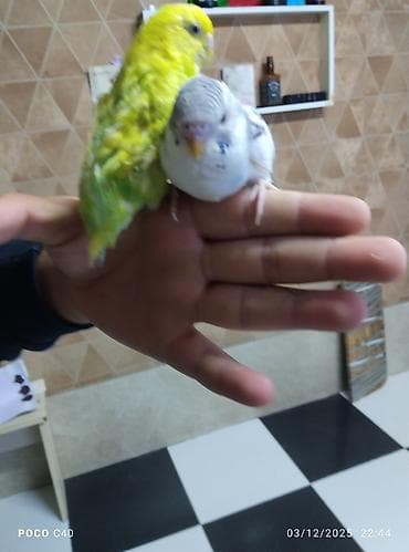 Heyvanlar üçün mallar: Məhsul: Dalmatin (ağ-mavi zolaqlı) və sarı-yaşıl rəngli iki xonçalı — 1