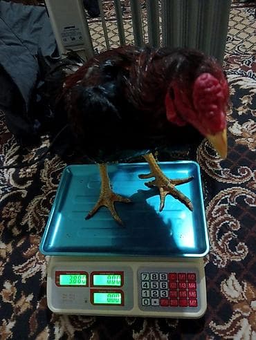 Məhsul: Asil (Aseel tipli) döyüş xoruzu Xüsusiyyətlər: - Rəng