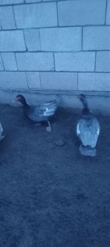 it satilir ucuz: Lavanda və kuban hind ördəyləri.(lavanda)dişilər 30 manat erkək kuban — 2