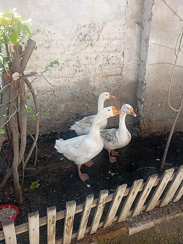 rus qazı: Ağ qazlar – 3 ədəd - Növ: ağ ev qazı (uzunboyun, narıncı dimdik və — 3