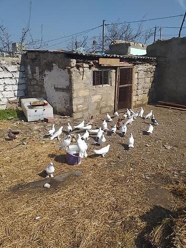 quş yemi: Ev göyərçinləri – damazlıq sürü - Növ: ev göyərçinləri (ağ, ağ-qara — 1