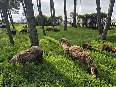 hovuz temizliyi: Qoyun və Keçi Otarma Xidməti - Yaşıllıq sahələrinin, sənaye və — 10