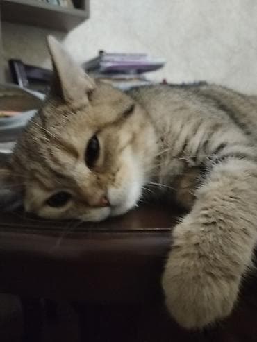 Qızıl şinşilla, Yaxşı əllərə, Ünvandan götürmə