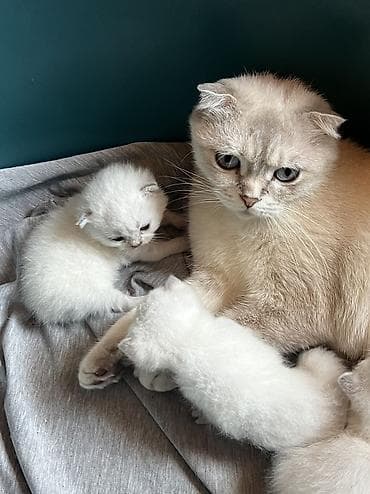 tuksuz pişik: Şotland, Erkək, Dişi, Ünvandan götürmə, Ödənişli çatdırılma — 9