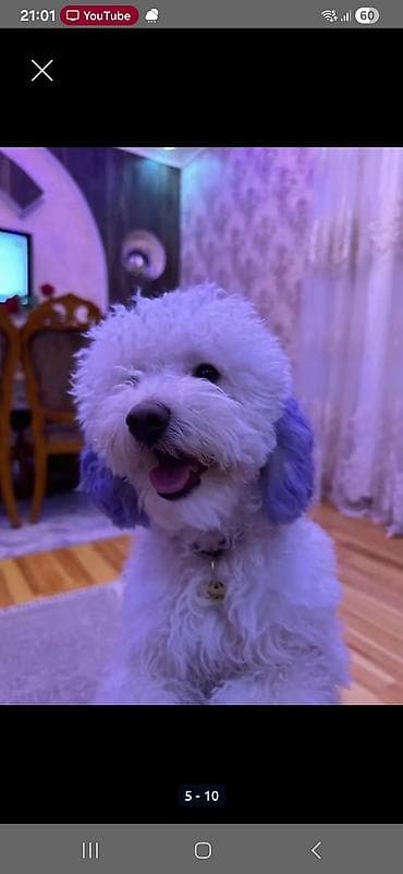 Bentley: Pudel, 2 il, Dişi — 2