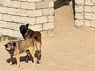 arpa bugda satisi: Salam Her kese Temiz Belçika Malinoas balalari satilir 2 side xidmeti — 1