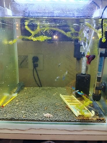 quslar type 1: 35.35.35 akva
11 balig tetra guppy Betta
güçlü filtre — 4