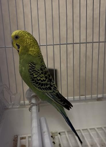 Dalğalı dishi tutuquşu(popuqay) satılır. 9 ayliqdir