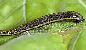 qaş formaları: Zəli satışı 🪱ibbi zeli. Səhiyyə Nazirliyi tərəfindən Azərbaycanda — 4