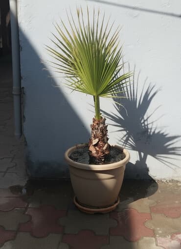 üzüm ağacı: Qablarda palma ağacları - Növ: Dekorativ palma (yelpikvari yarpaqlı — 1