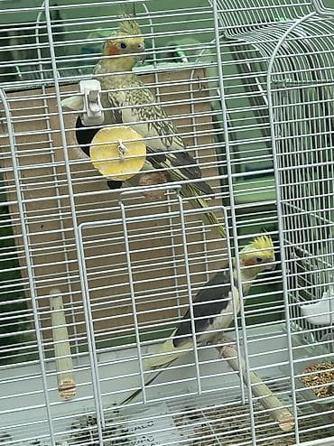 Tutuquşları: Hazır cüt tam sağlam korellalar, birdəfə bala alınıb, indi yuva — 2