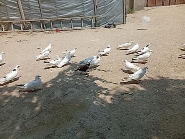 pekin: 22 ədəd qusdu 1 nəsildi hami cutdu real aliciya endirim olacaq — 3