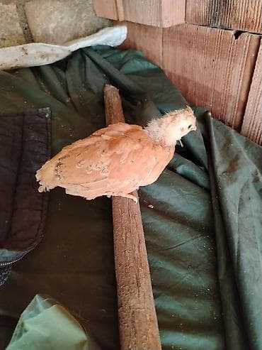 azərbaycan whatsapp qrupları: 1aylıq kənt cucələri cıxdı satışa xacmazdadı reyal adam zakaz verə — 5