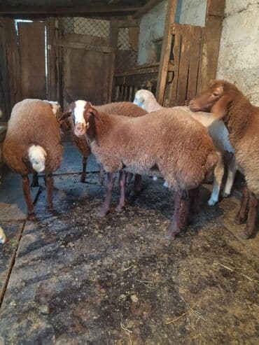 Erkək, il: 1, 20 kq, Damazlıq, Ödənişli çatdırılma