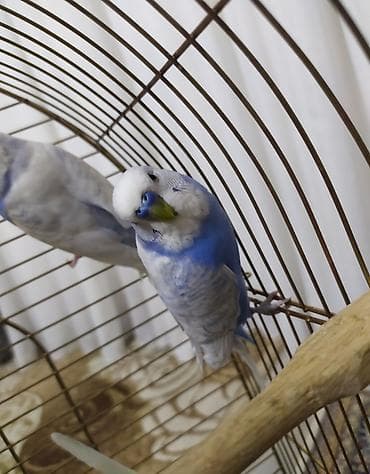 Balıqlar: Məhsul: Dalmaçyalı/xallı rəng keçidləri olan bücə/quşlar (muhabbet — 2