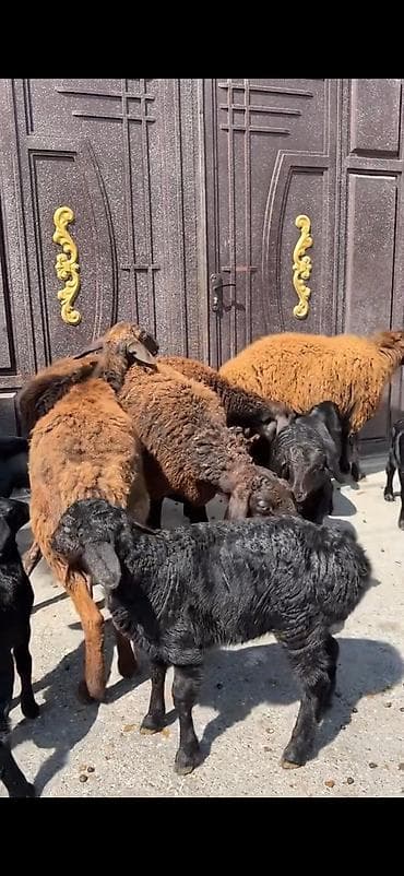 cins keciler: 4 ana 8 bala hamisinin ikinci balalaridi ana ekiz balali 300 azn — 8