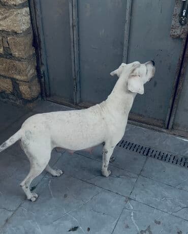 itlərin qiyməti: Doq, 2 il, Dişi, Peyvəndli, Ödənişli çatdırılma — 1