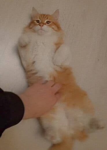 Heyvanlar üçün mallar: Erkək — 2