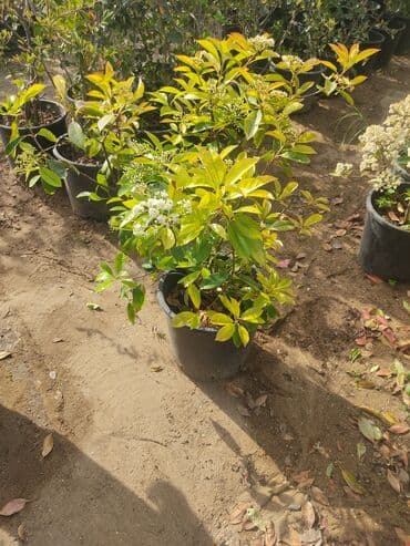 üzüm ağacı: Dekorativ ağaclar gül çiçək qazon torf torpaq ağdaşlar satşi ağacların — 12