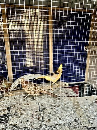 Limon qırqovul tek xoruz satılır 2 illik