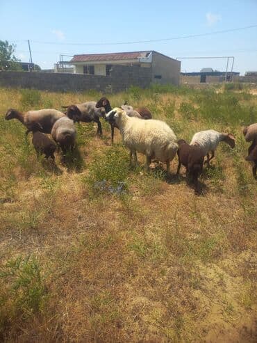 электрическая машинка для стрижки овец: Salam, Auper Kanqal cinsi qoyun satilir ela qoyundu qocada gelib. real — 2
