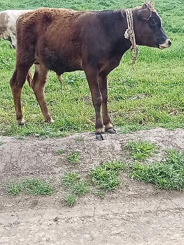 heyvanlar alemi: Erkeydi riyalı alci zengin vursun hevan celilabada — 3