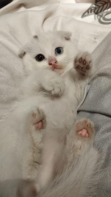 вислоухий шотландец котенок: Шотладская вислоухая — 3