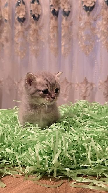 bala ördək: Britan, Yaxşı əllərə, Ödənişli çatdırılma — 2