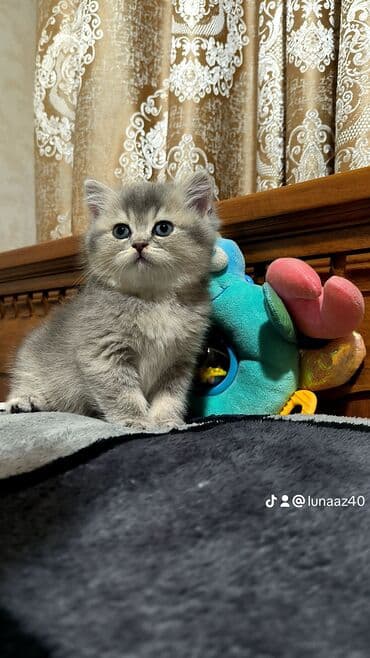 ragdoll pişik: Şinşilla — 2