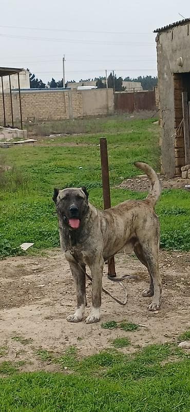 itlerin satsi: Qurdbasar, 2 il, Erkek, Peyvəndli — 2