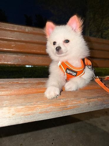 afcarka qara: Şpitz — 3