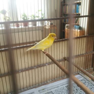 deve quşu: Sarı rəngli quş bülbül(kanareyka növü) – xüsusi baş taclı görünüş — 1