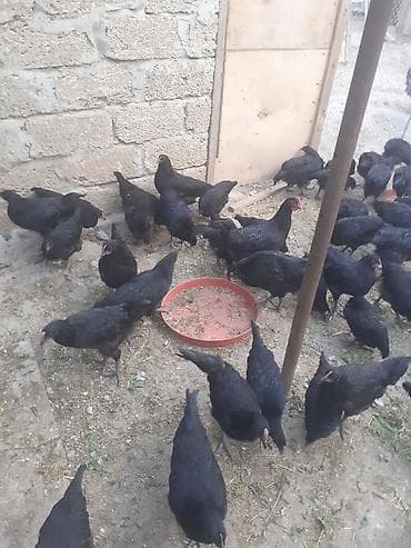 astroloq toyuq: Toyuq, Australorp, Damazlıq — 5