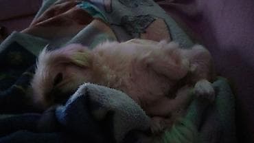 balaca it ucuz: Pekines, 5 il, Dişi, Cütləşmə üçün, Pulsuz çatdırılma — 7