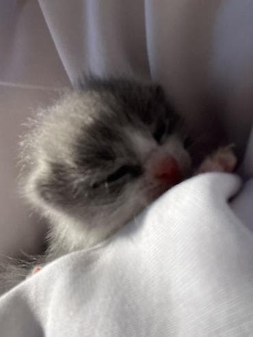 bala pişiy: Şotland, Erkək, Dişi, Yaxşı əllərə, Ünvandan götürmə — 3